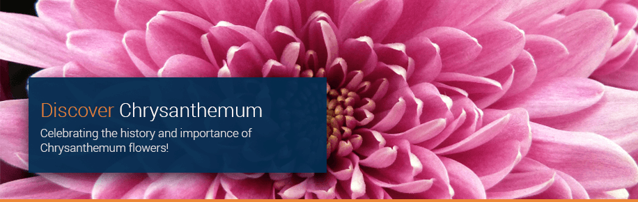 Discover Chrysanthemum 